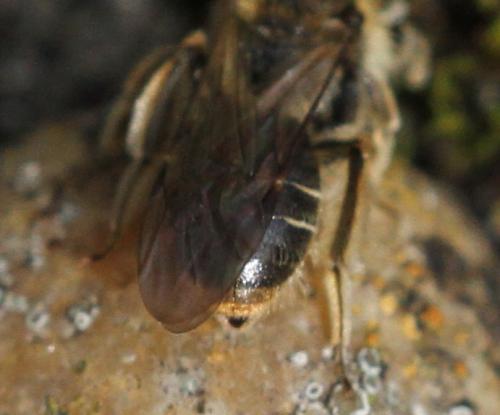 Réf. 201 847 : Andrena sp.